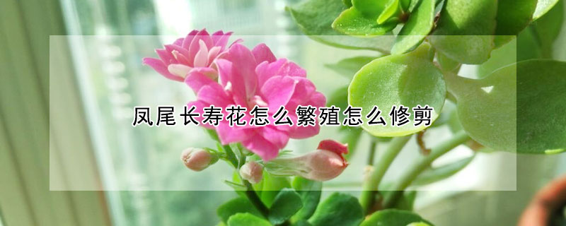 鳳尾長壽花怎么繁殖怎么修剪