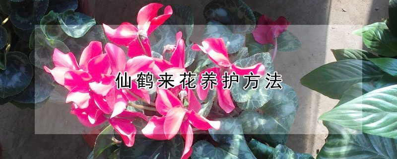 仙鶴來(lái)花養(yǎng)護(hù)方法