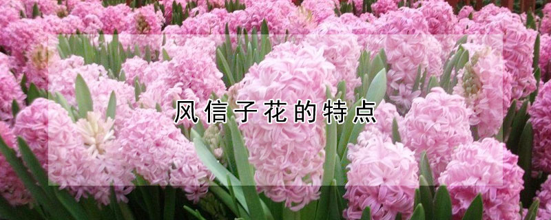 風(fēng)信子花的特點