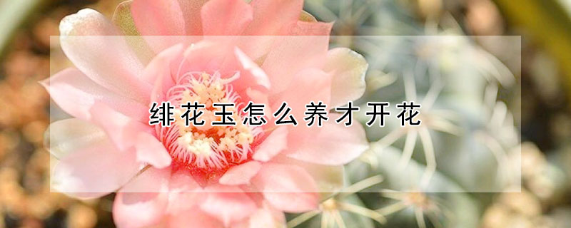 緋花玉怎么養(yǎng)才開花