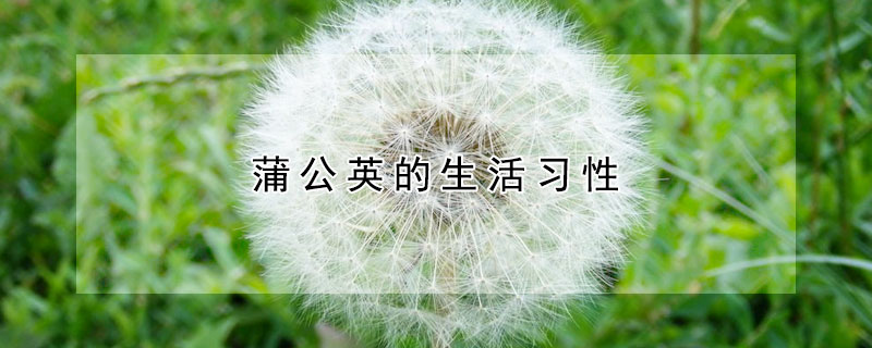 蒲公英的生活習(xí)性