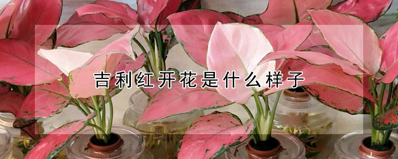 吉利紅開花是什么樣子