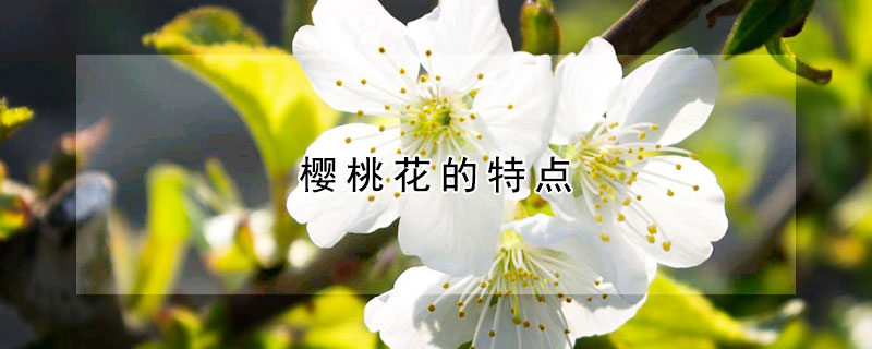 櫻桃花的特點(diǎn)