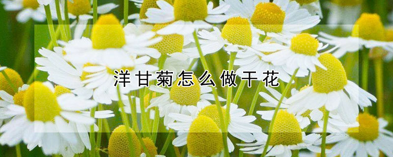 洋甘菊怎么做干花