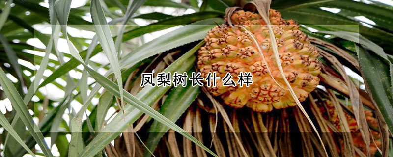 鳳梨樹長什么樣