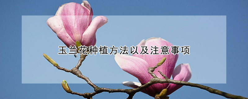 玉蘭花種植方法以及注意事項(xiàng)