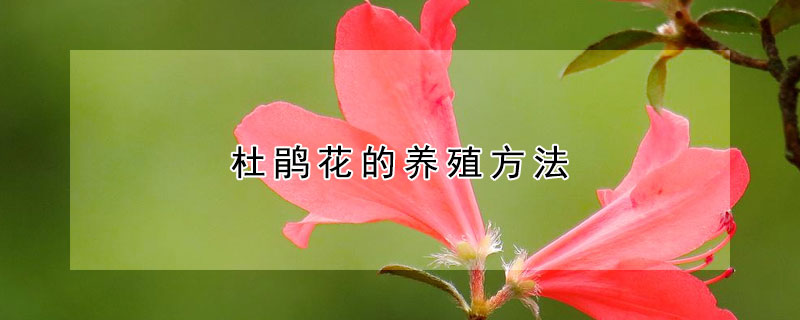 杜鵑花的養(yǎng)殖方法