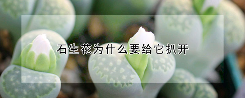 石生花為什么要給它扒開