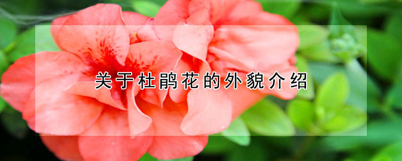 關(guān)于杜鵑花的外貌介紹