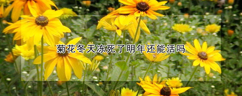 菊花冬天凍死了明年還能活嗎