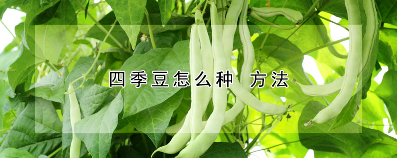 四季豆怎么種 方法