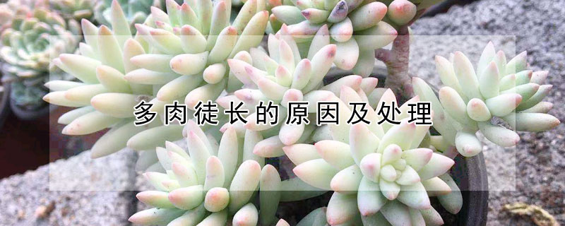 多肉徒長(zhǎng)的原因及處理