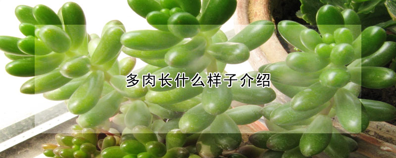 多肉長(zhǎng)什么樣子介紹