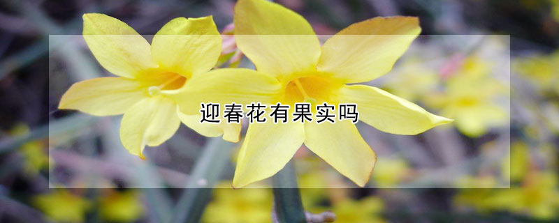 迎春花有果實(shí)嗎