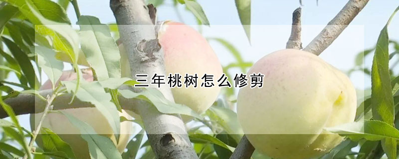 三年桃樹怎么修剪