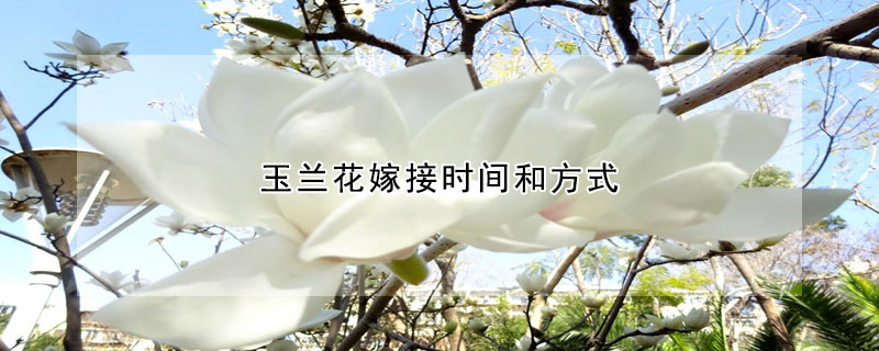 玉蘭花嫁接時間和方式