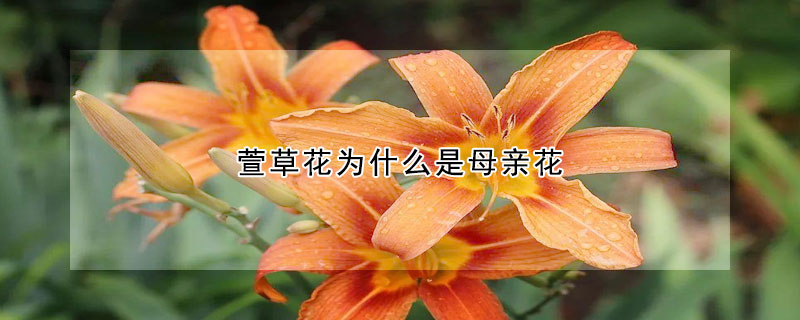 萱草花為什么是母親花