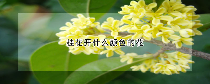 桂花開什么顏色的花