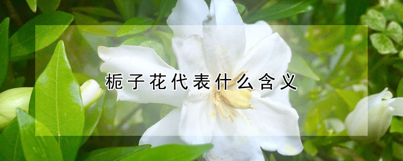 梔子花代表什么含義