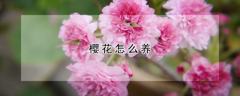 櫻花怎么養(yǎng)