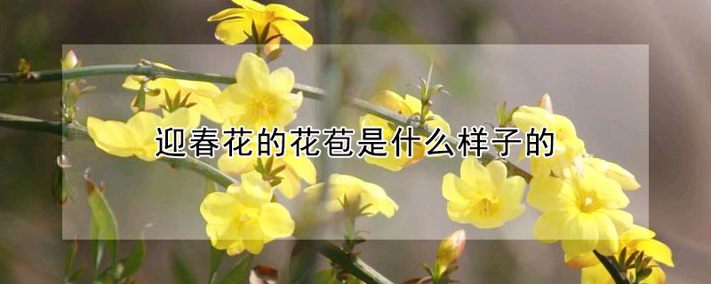 迎春花的花苞是什么樣子的