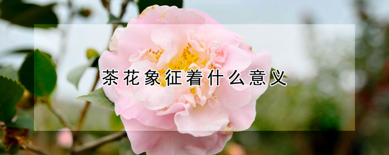 茶花象征著什么意義