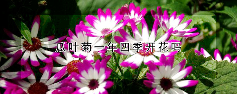 瓜葉菊一年四季開花嗎