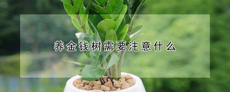 養(yǎng)金錢樹需要注意什么