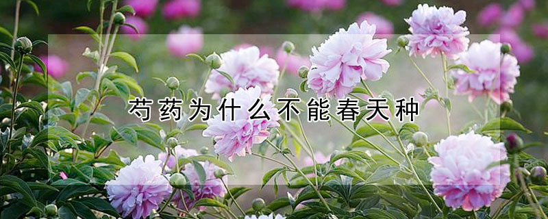 芍藥為什么不能春天種