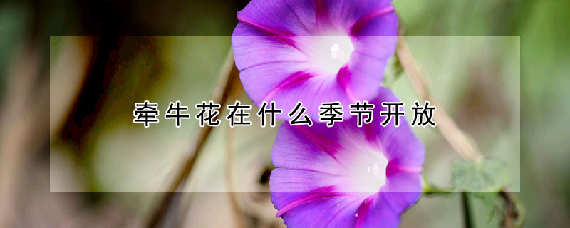 牽牛花在什么季節(jié)開放