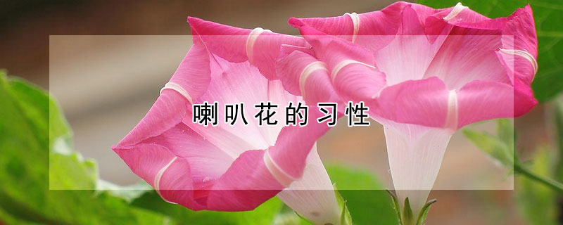 喇叭花的習(xí)性