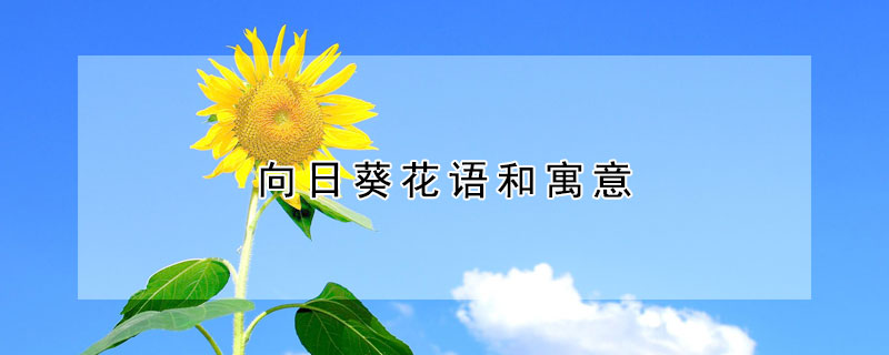 向日葵花語和寓意