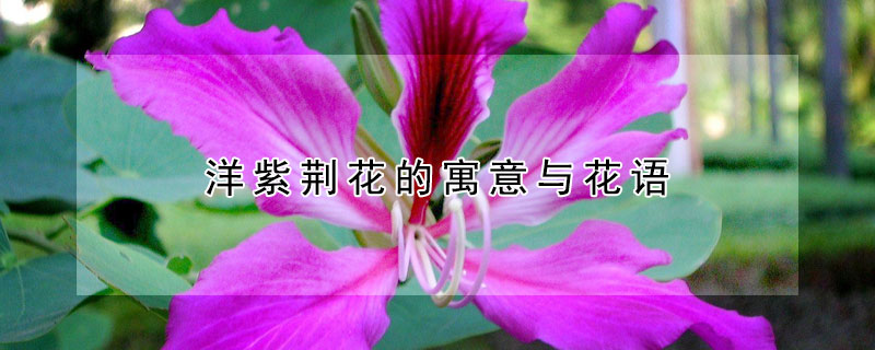 洋紫荊花的寓意與花語(yǔ)