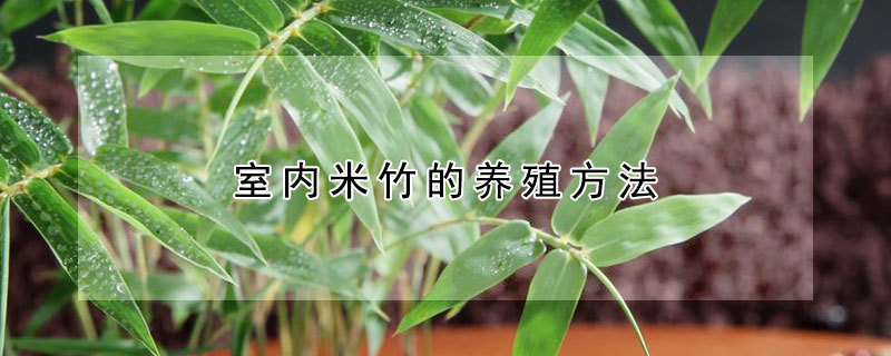 室內(nèi)米竹的養(yǎng)殖方法