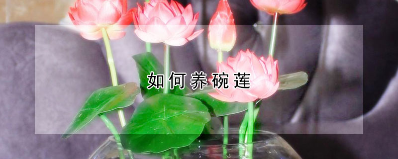 如何養(yǎng)碗蓮