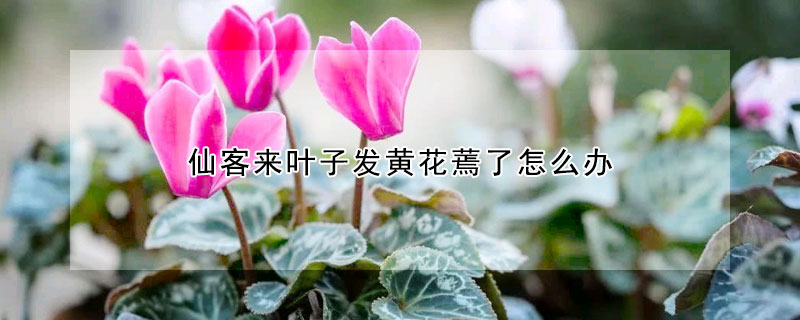 仙客來(lái)葉子發(fā)黃花蔫了怎么辦