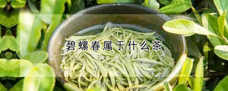 碧螺春屬于什么茶