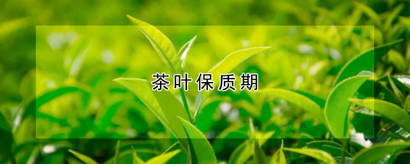 茶葉保質(zhì)期