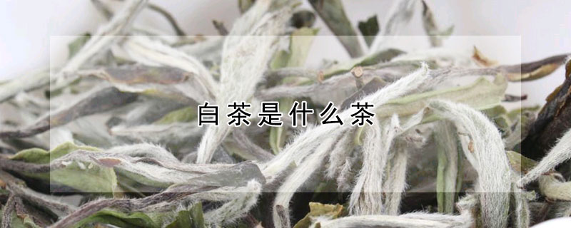 白茶是什么茶