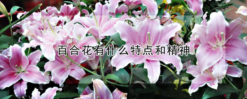 百合花有什么特點和精神