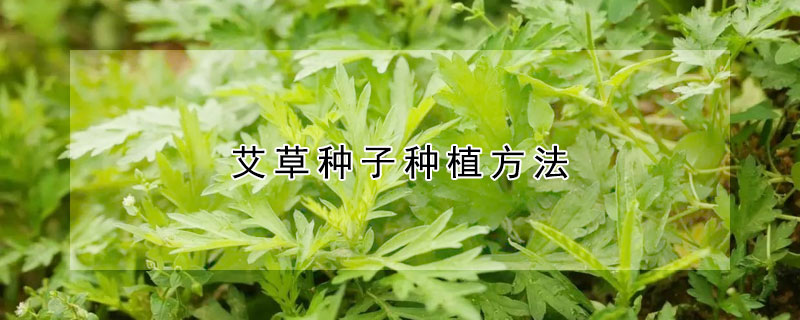 艾草種子種植方法