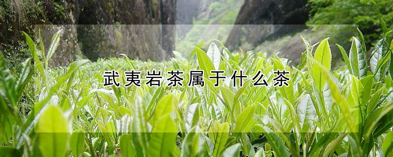 武夷巖茶屬于什么茶