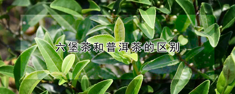 六堡茶和普洱茶的區(qū)別