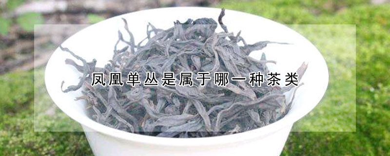 鳳凰單叢是屬于哪一種茶類