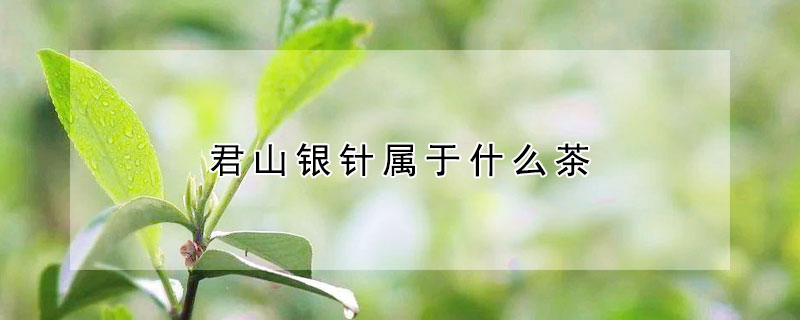 君山銀針屬于什么茶