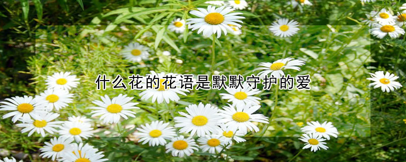 什么花的花語是默默守護的愛