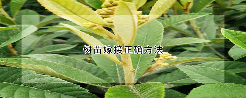 樹(shù)苗嫁接正確方法