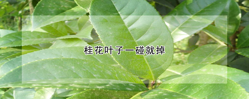 桂花葉子一碰就掉