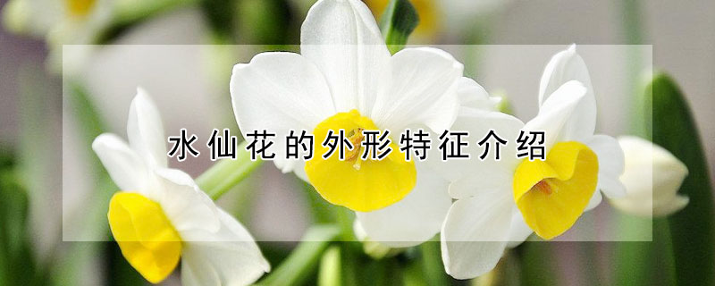 水仙花的外形特征介紹