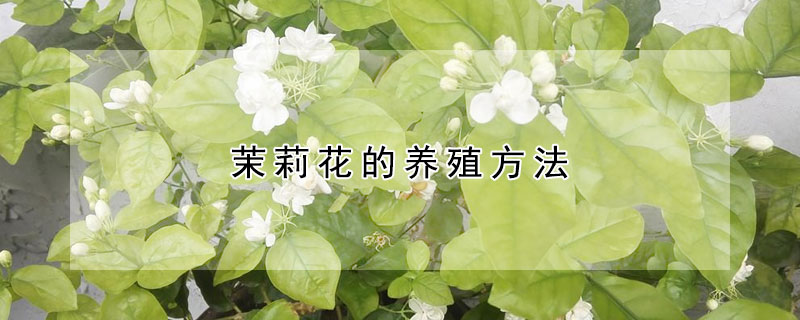 茉莉花的養(yǎng)殖方法